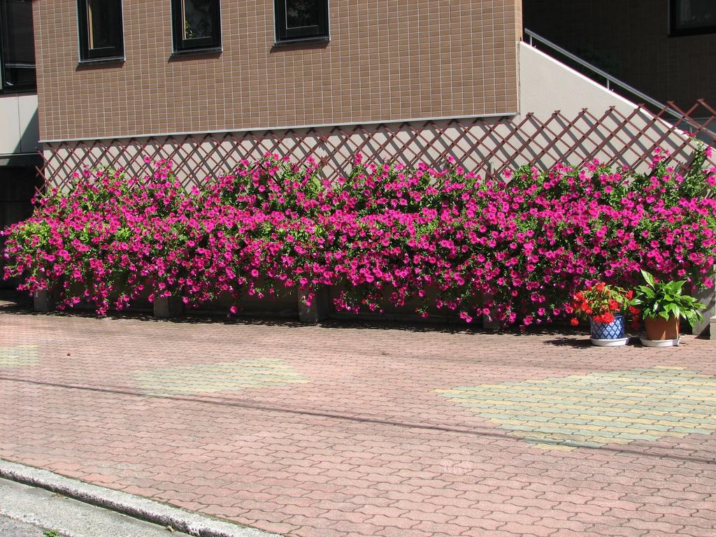 Hakuba Glad Inn Ebisuya ภายนอก รูปภาพ